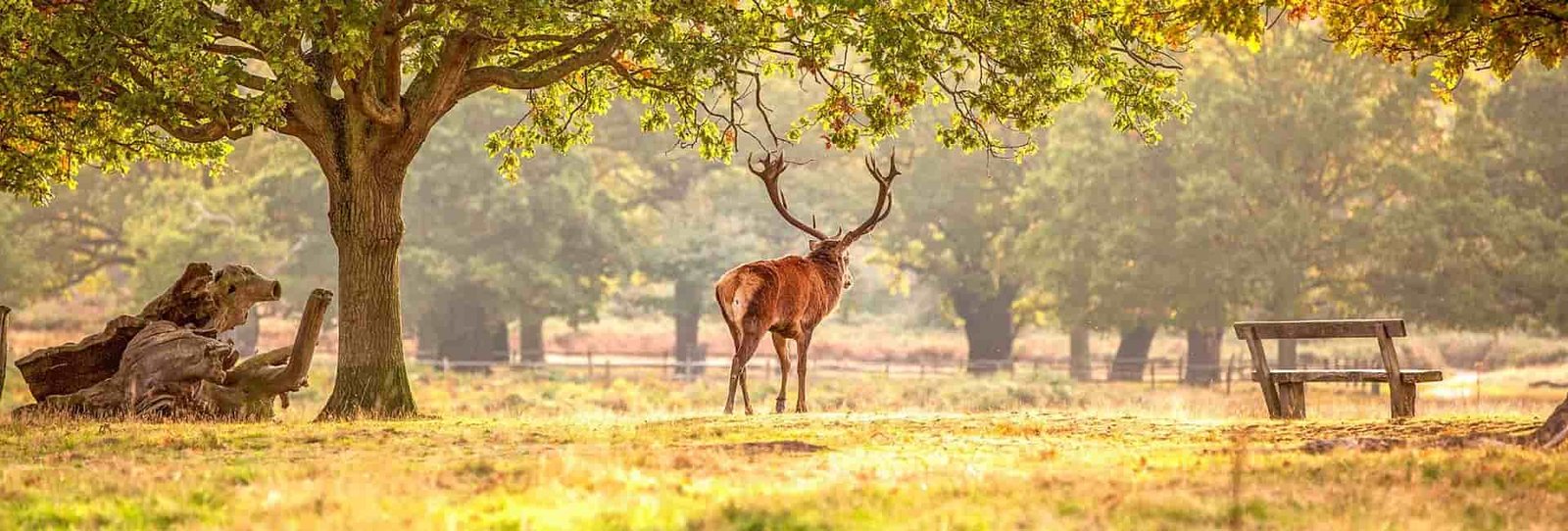 Wildlife Tour